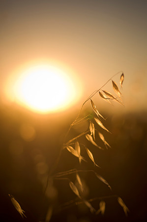 20110827_Gilroy_Stock_Photos_0047