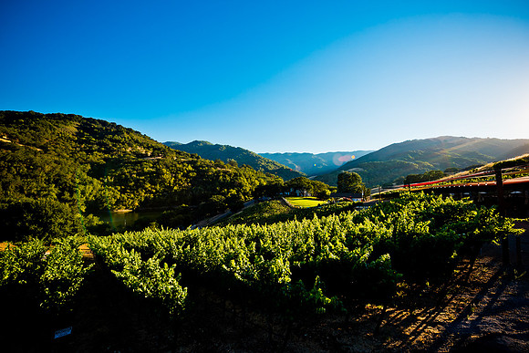 20230814_Alamitos_Vinyards_0292