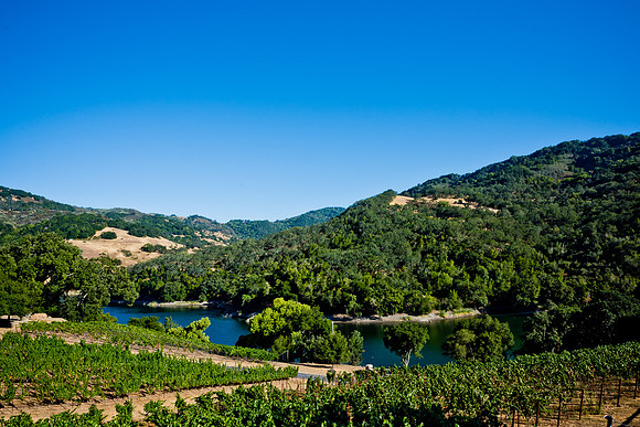 20230828_Alamitos_Vineyards_0104