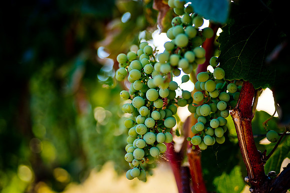 20230814_Alamitos_Vinyards_0116