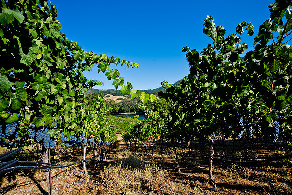 20230828_Alamitos_Vineyards_0106