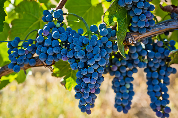20230828_Alamitos_Vineyards_0153