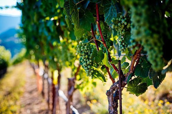 20230814_Alamitos_Vinyards_0125