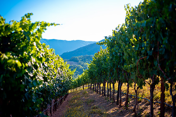 20230814_Alamitos_Vinyards_0156