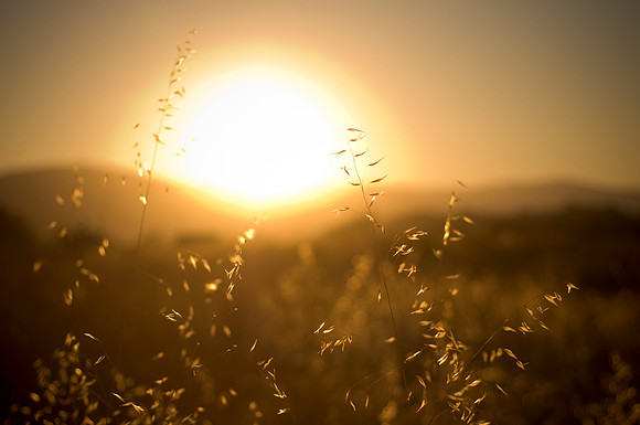 20110827_Gilroy_Stock_Photos_0045