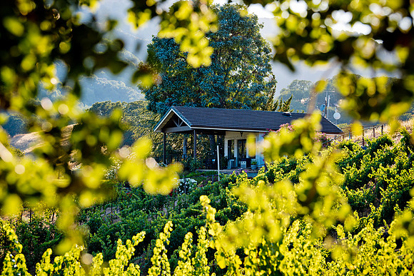 20230814_Alamitos_Vinyards_0188