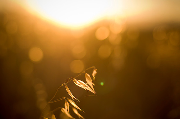 20110827_Gilroy_Stock_Photos_0046