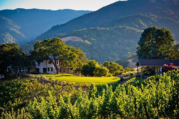 20230814_Alamitos_Vinyards_0281