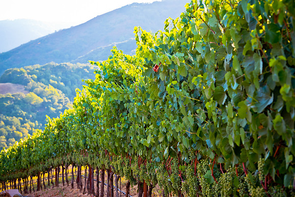 20230814_Alamitos_Vinyards_0172