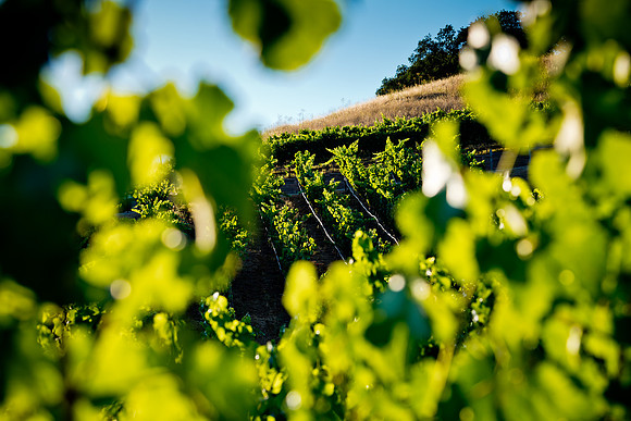 20230814_Alamitos_Vinyards_0252